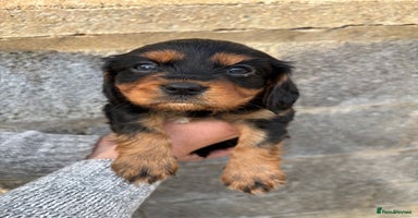 Cavalier King Charles Spaniel dogs - Advert 4