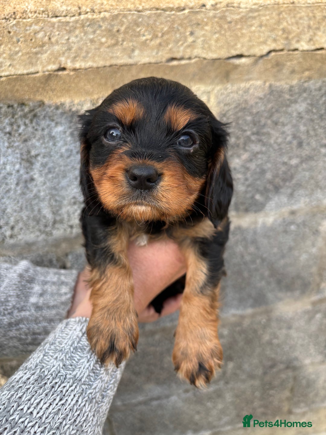Cavalier King Charles Spaniel dogs for sale: Gorgeous cavalier puppies  - Image 2