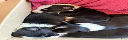 Border Collie dogs for sale: Border Collie Puppies from Working Stock in Carnforth - Advert 3