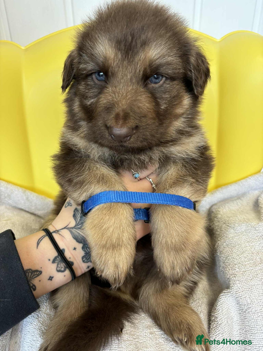 German Shepherd dogs for sale: READY TO leave 1 left German Shepherd kc reg pups - Advert 34