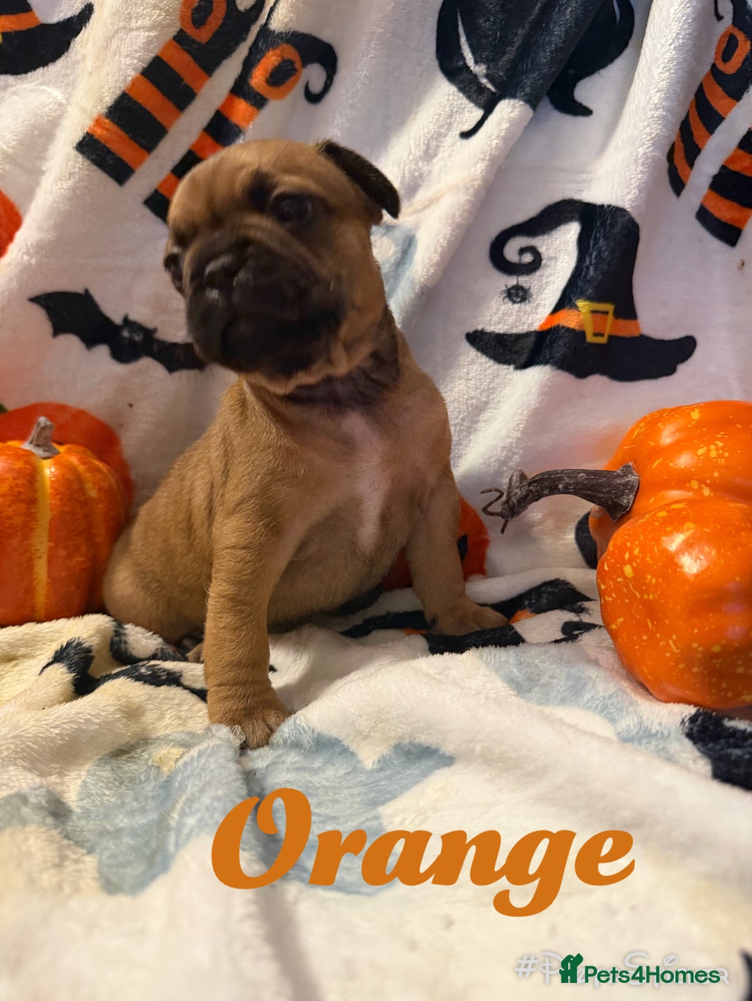 French Bulldog dogs for sale: 7 beautiful French bulldog  - Image 8