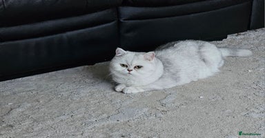 Scottish Fold cats - Advert 12