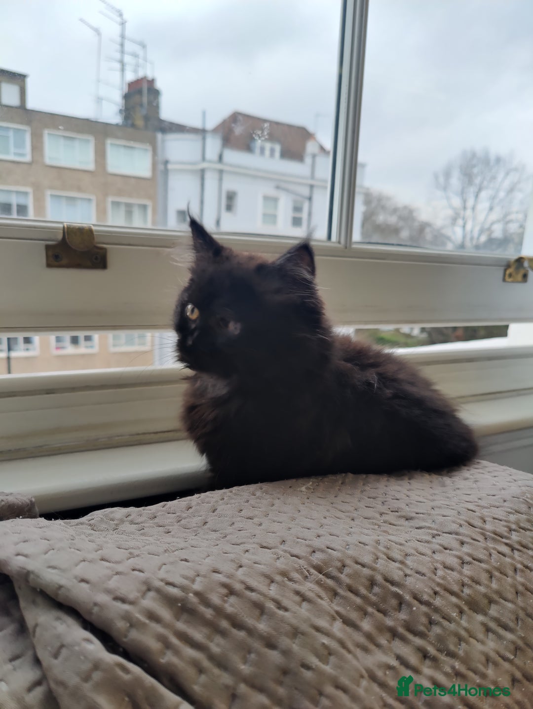Mixed Breed cats for sale: Persian Mix kittens  - Advert 37