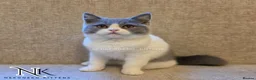 British Shorthair cats for sale: UPDATED PICS - GCCF REG BSH KITTENS - Advert 12