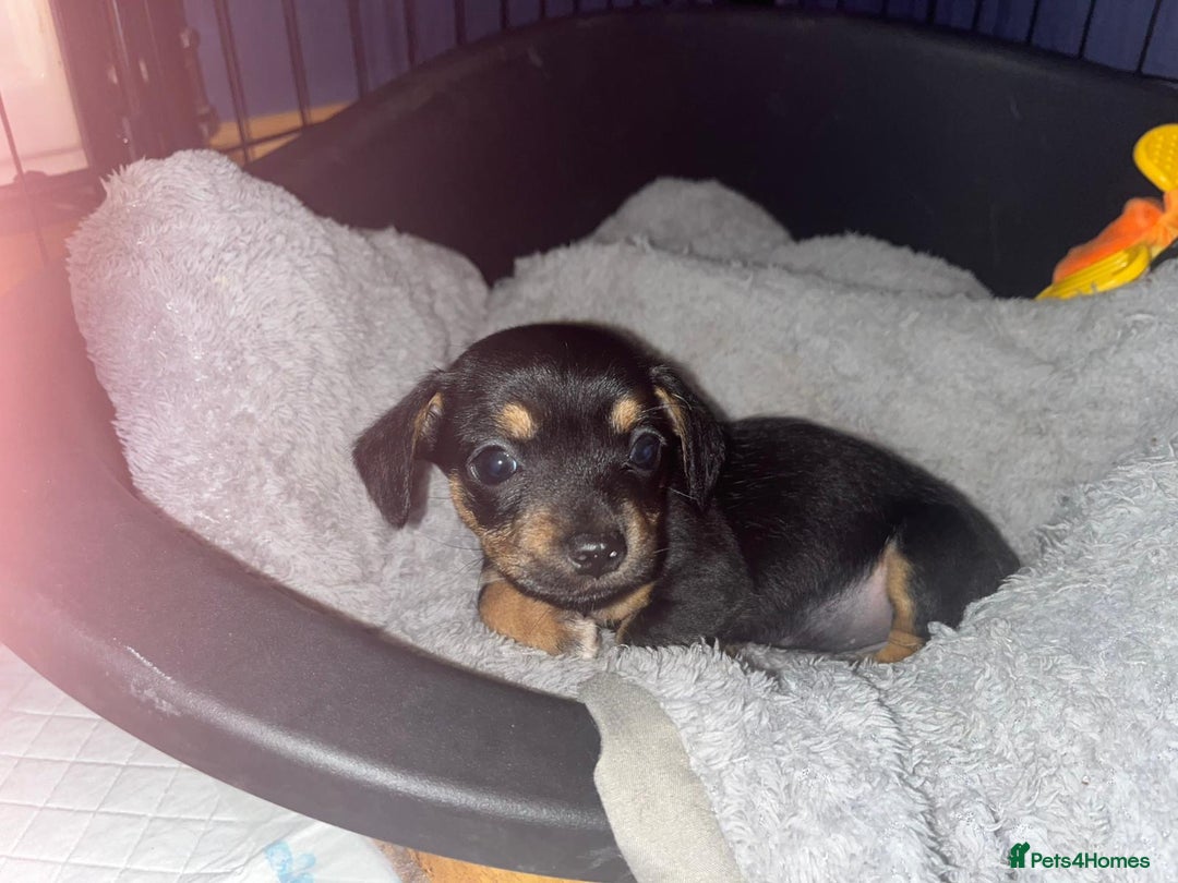 Mixed Breed dogs for sale: Miniature Dachshund x small Jack russel - Image 5