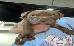 American Bully dogs for sale: Female American bully  - Image 26