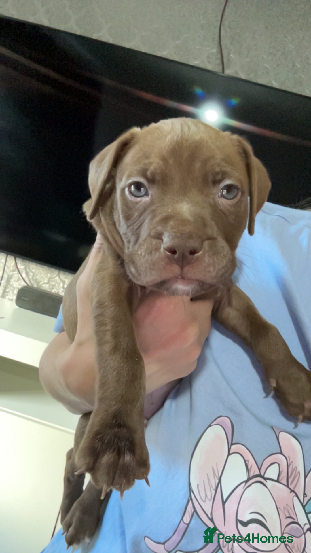 American Bully dogs for sale: Female American bully  - Image 26