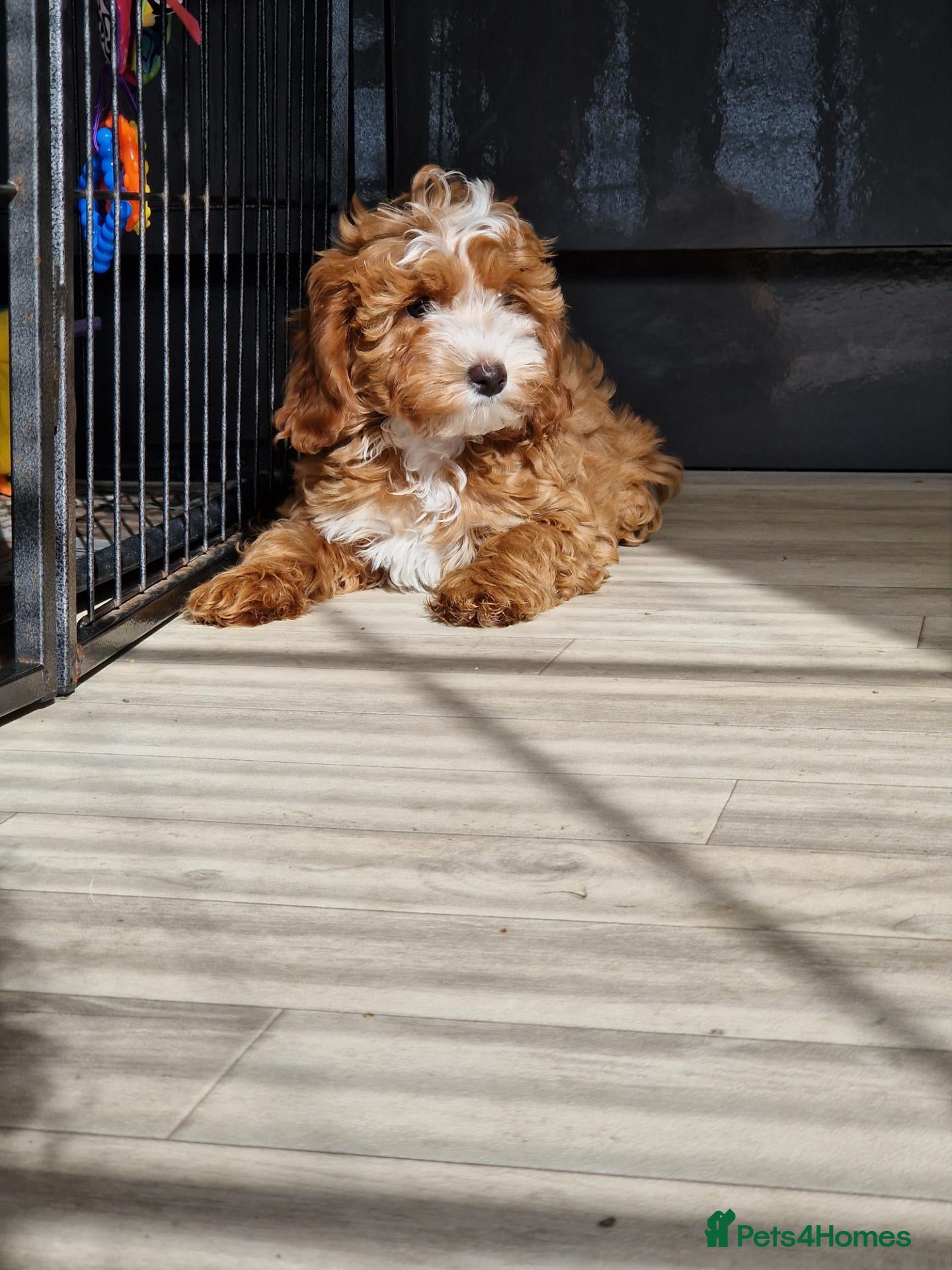 Cavapoo dogs 💖BEAUTIFUL LICENSED-BRED CAVAPOOS💖 - Advert 1