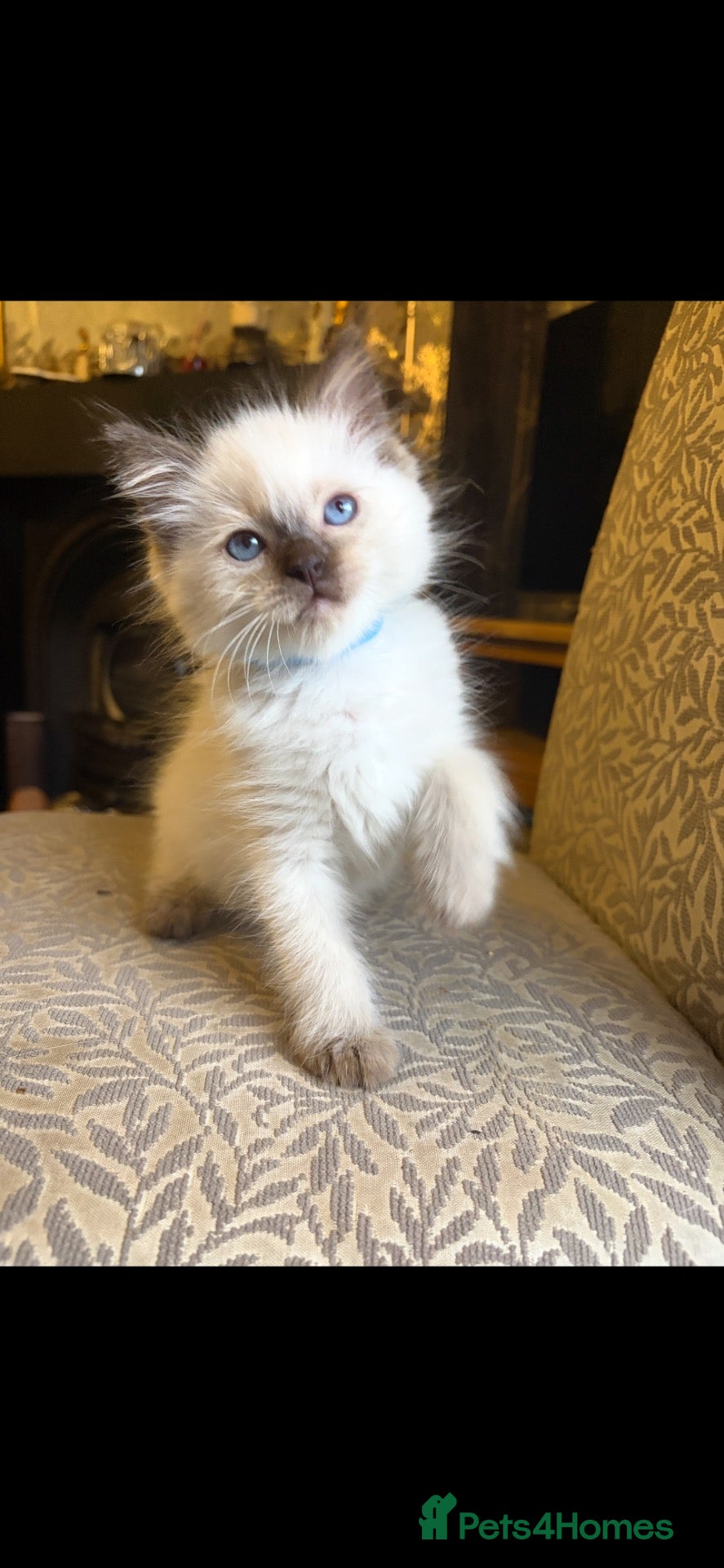 Ragdoll cats Beautiful chunky pure Ragdoll kittes - Advert 14
