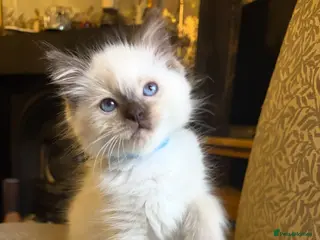 Ragdoll cats Beautiful chunky pure Ragdoll kittes - Advert 1
