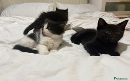 Domestic Shorthair cats for sale: ✨4 Loving Kittens Ready Now ✨ - Advert 10