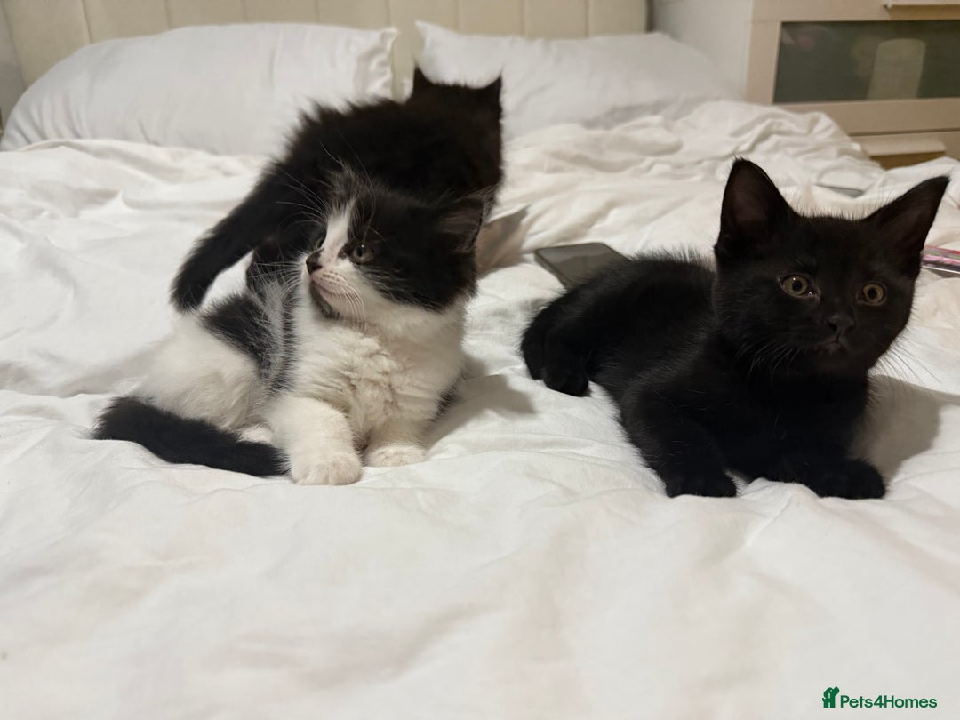 Domestic Shorthair cats for sale: ✨4 Loving Kittens Ready Now ✨ - Advert 10