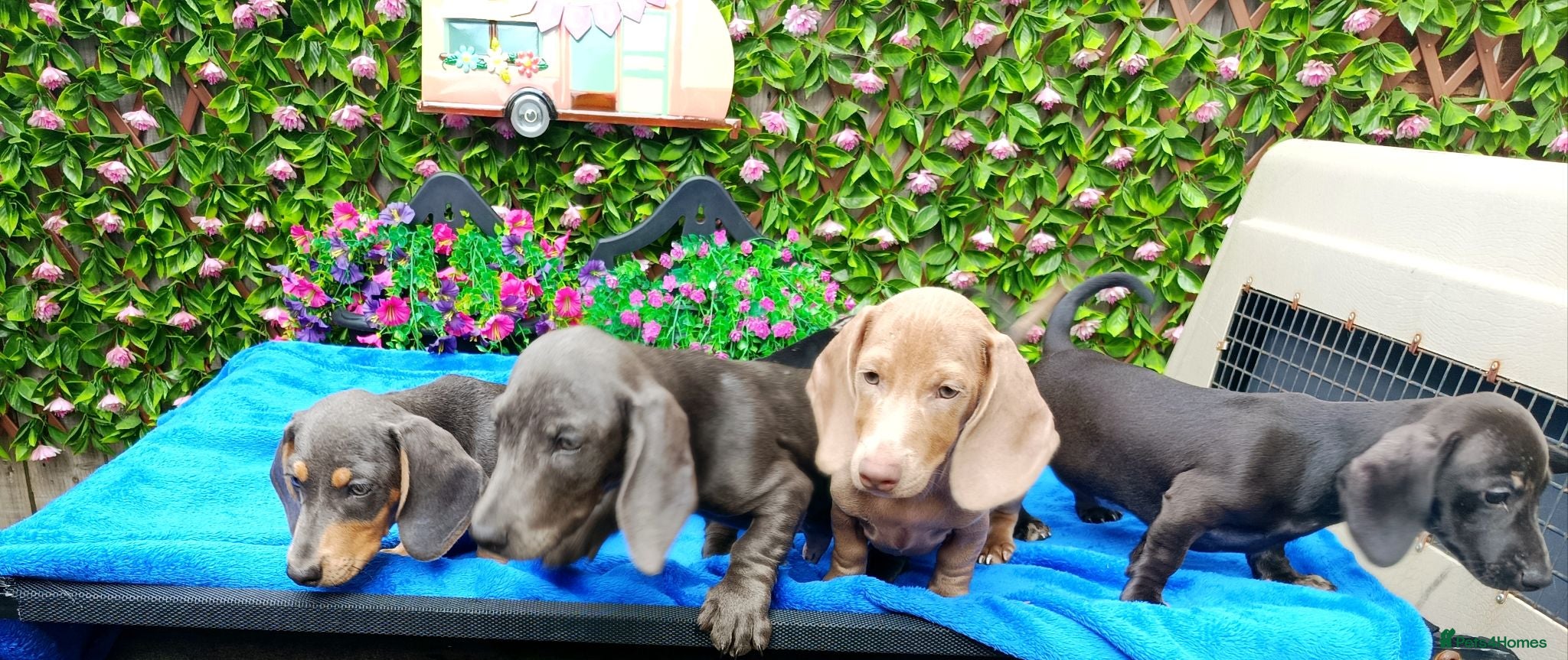 Miniature Dachshund dogs FULLY VAX READY NOW  MINIS KC REG PRA CLEAR  - Advert 2