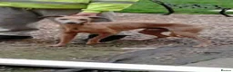 Mixed Breed dogs for sale: Beddy Wheaton x whippet  in Worksop - Advert 2