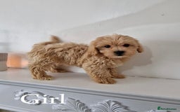 Maltipoo dogs for sale: Adorable Maltipoo Pups - Image 6