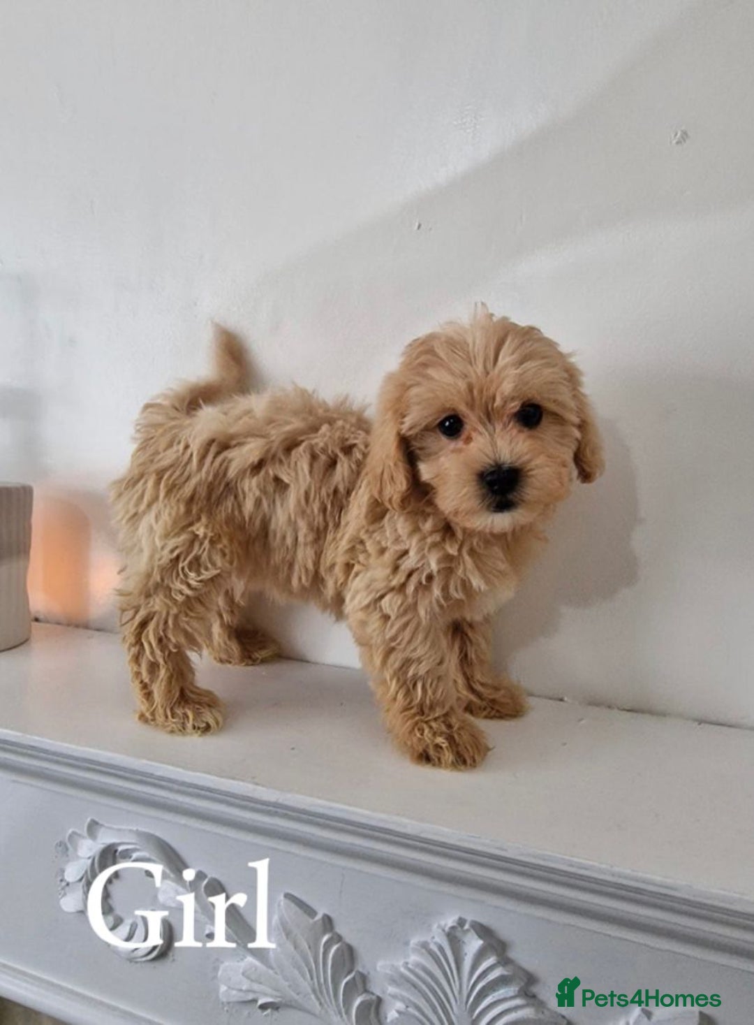 Maltipoo dogs for sale: Adorable Maltipoo Pups - Image 6