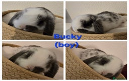 Mini Lop rabbits for sale: Beautiful mini lops x 9 - Image 9