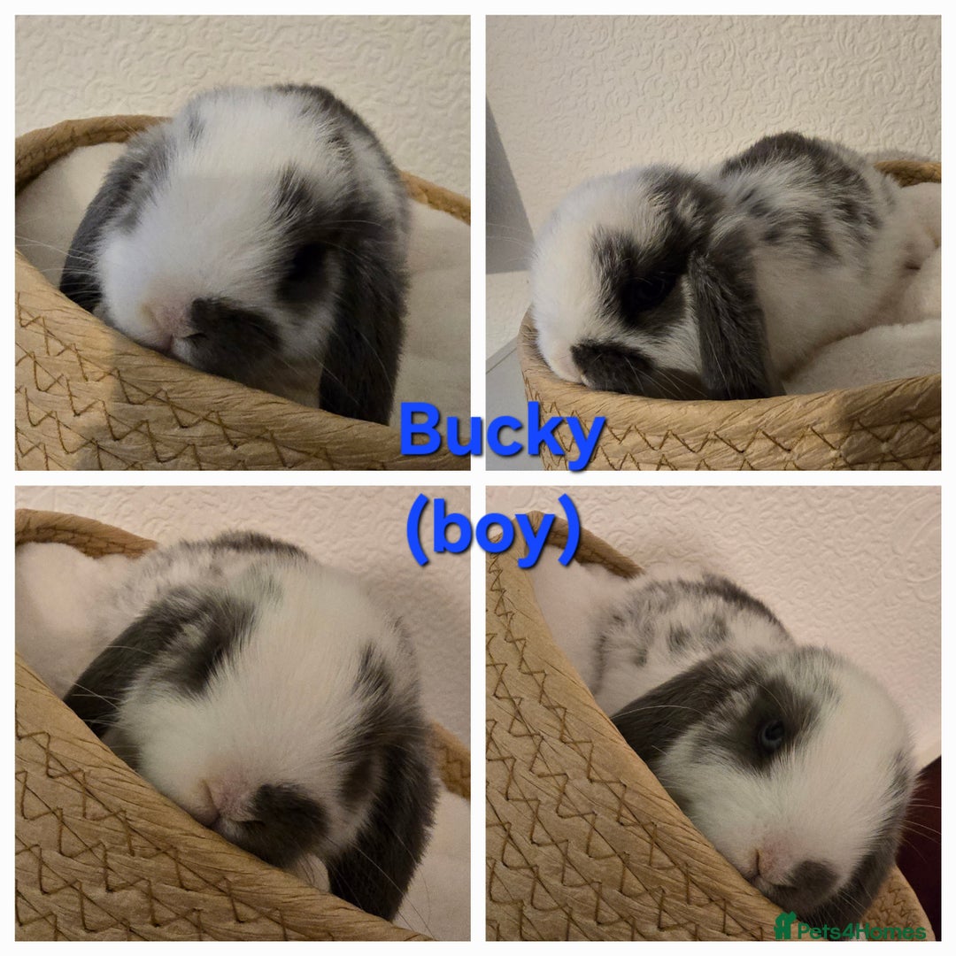 Mini Lop rabbits for sale: Beautiful mini lops x 9 - Image 9