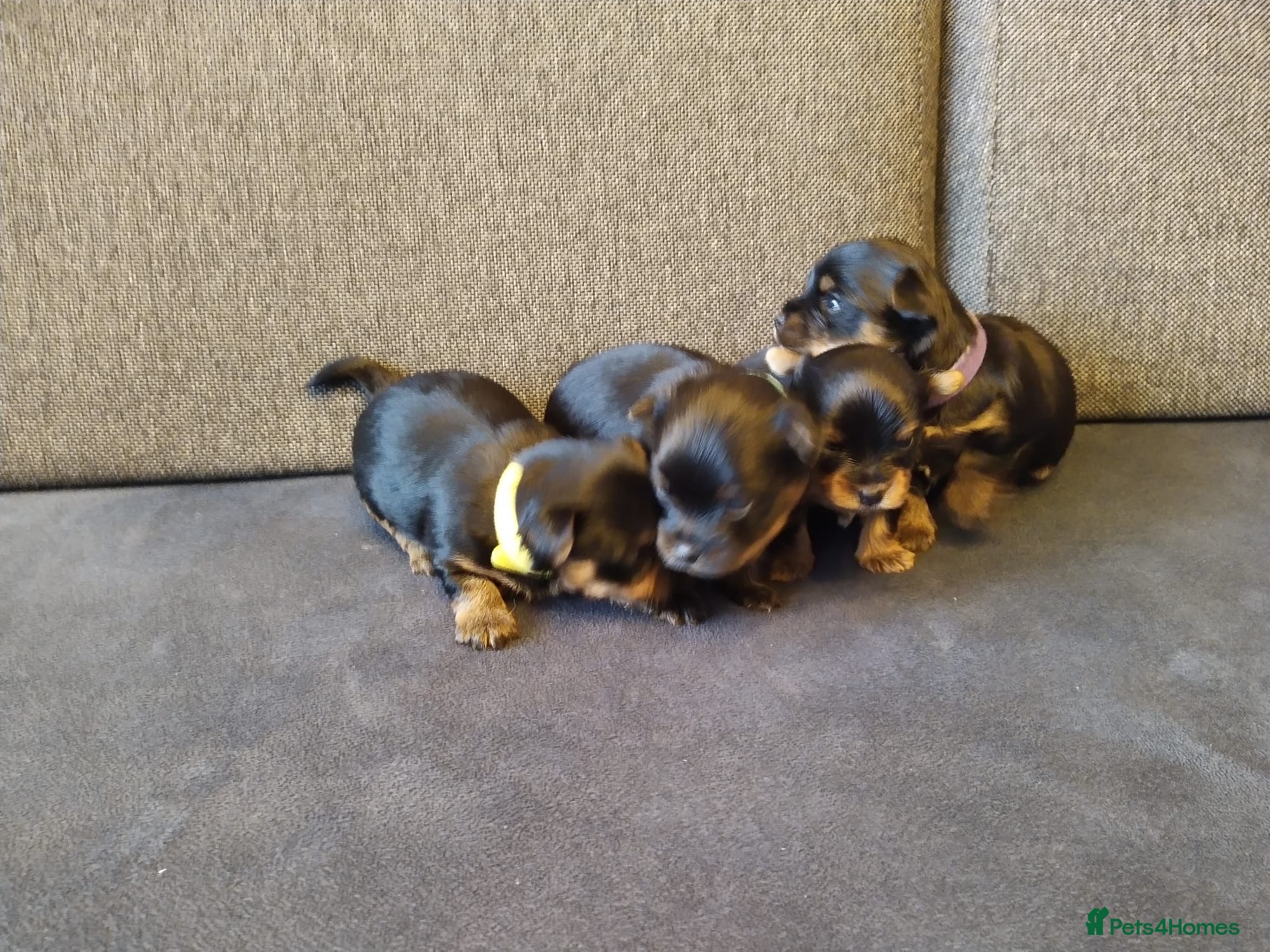 Yorkshire Terrier dogs Tiny pedigree Yorkie pups.  - Advert 3