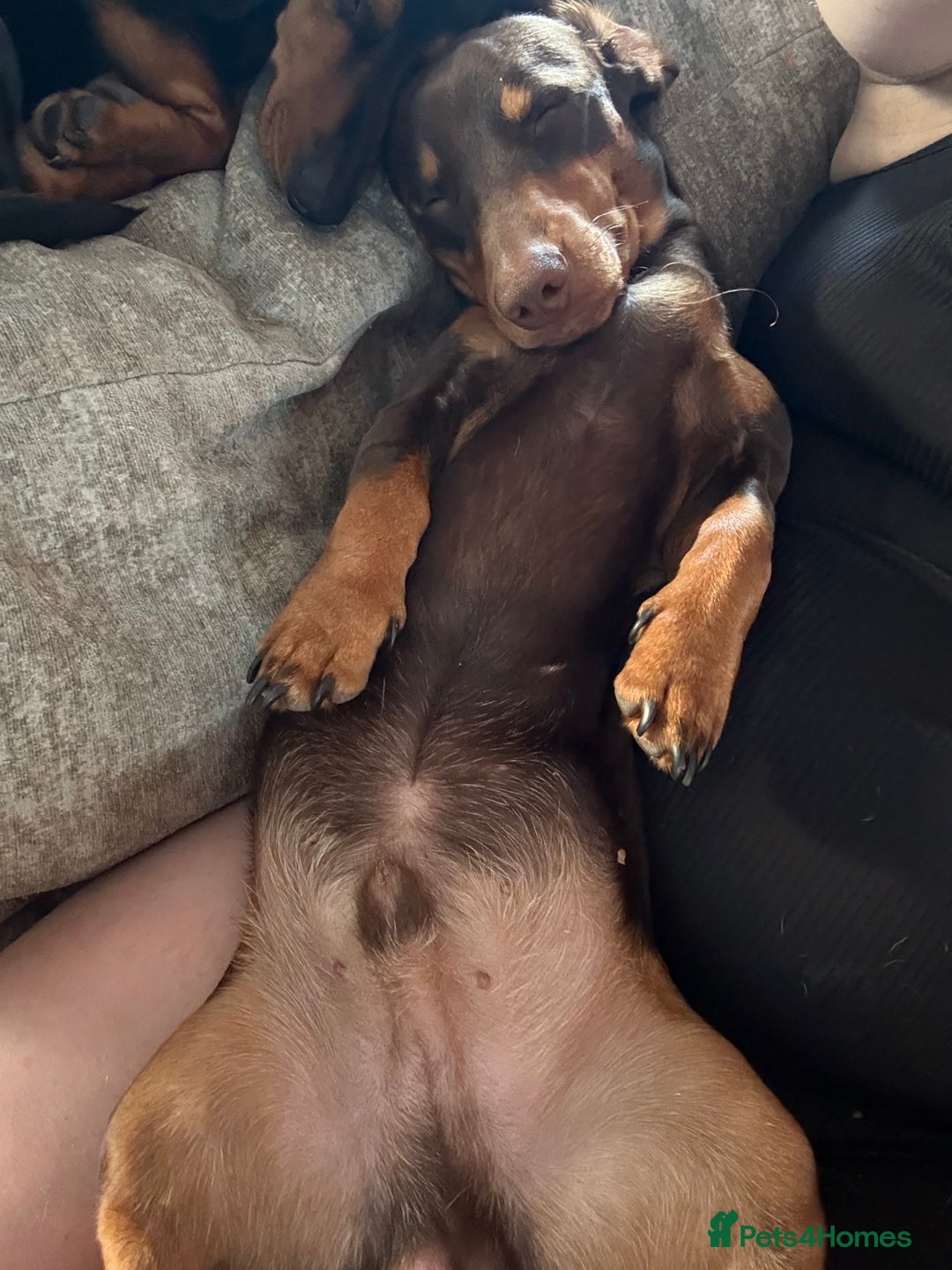Miniature Dachshund dogs for sale: Beautiful miniature dachshund puppies - Image 4