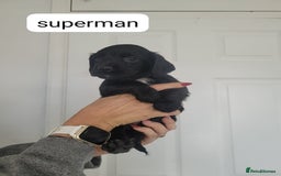 Sprocker dogs for sale: F1 sprockers 4 boys 3 girls - Image 5