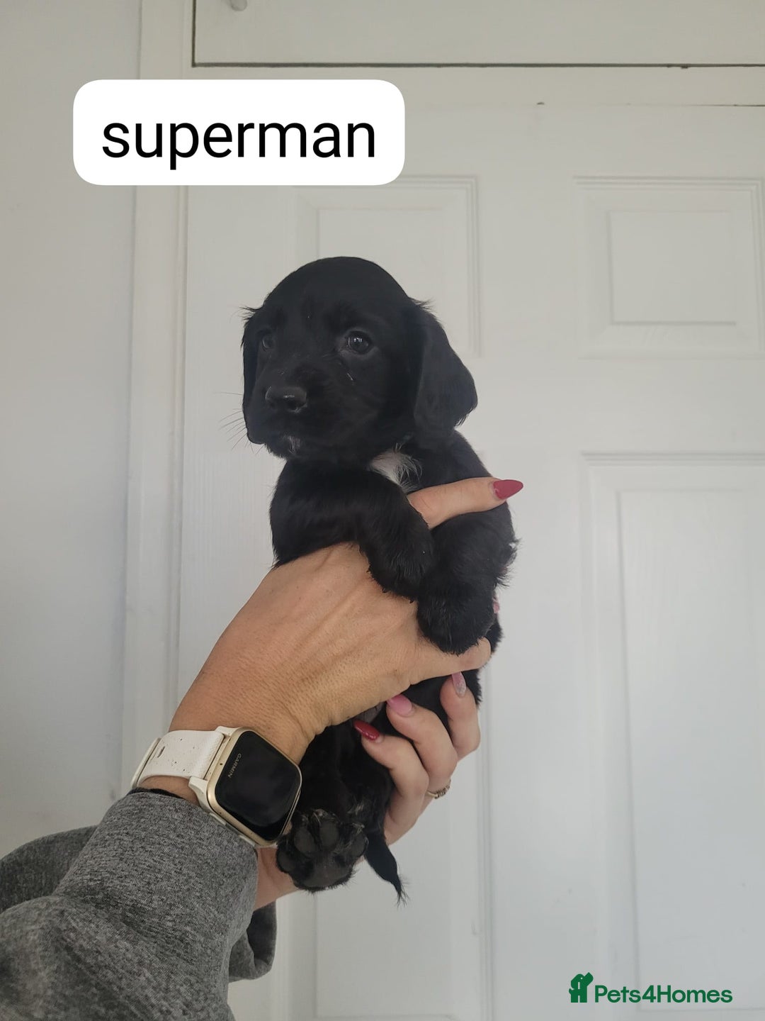 Sprocker dogs for sale: F1 sprockers 4 boys 3 girls - Image 5