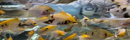 Angelfish fish for sale: Angelfish  - Advert 8