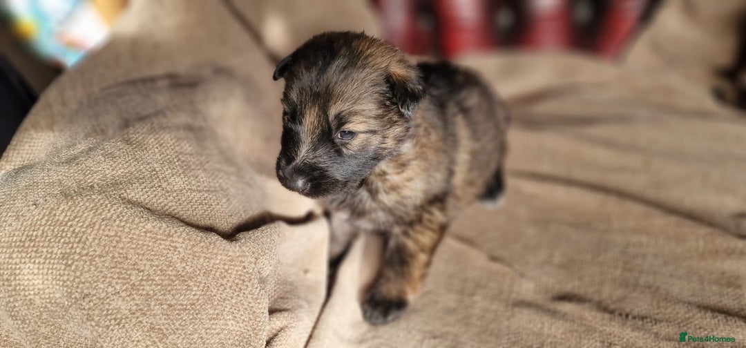 German Shepherd dogs for sale: Long-Haired Straight Back German Shepherd Puppies - Image 16