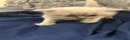 British Shorthair cats for sale: British Shorthair Kittens – 1 Boy & 2 Girls - Advert 3