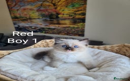 Ragdoll cats for sale: VERY BEAUTIFUL RAGDOLL KITTENS  - Image 8