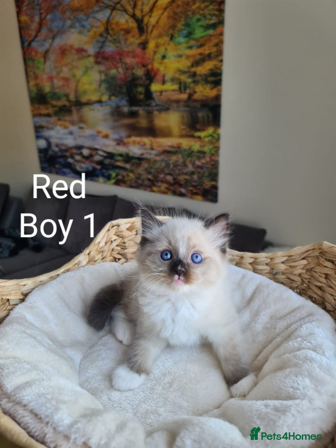 Ragdoll cats for sale: VERY BEAUTIFUL RAGDOLL KITTENS  - Image 8