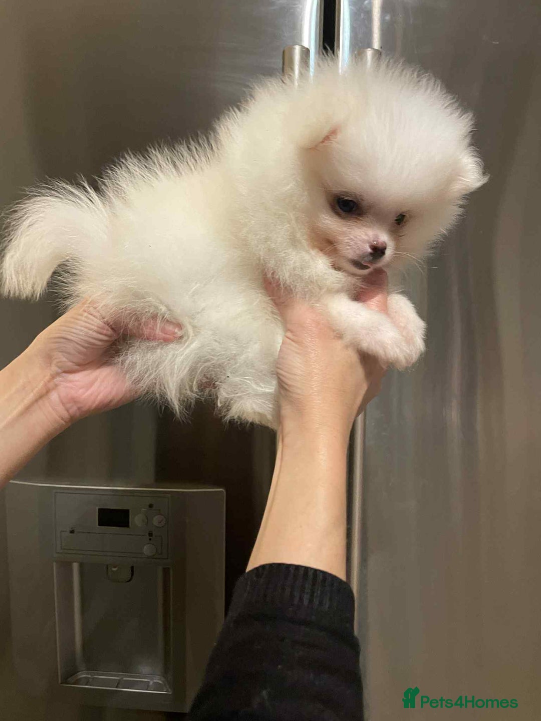 Pomeranian dogs for sale: 💝💝High-quality Beautiful boys💝💝 - Image 14