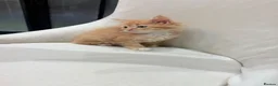 Maine Coon cats for sale: 🧡fluffy Ginger Maine Coon ready for a loving home - Advert 10