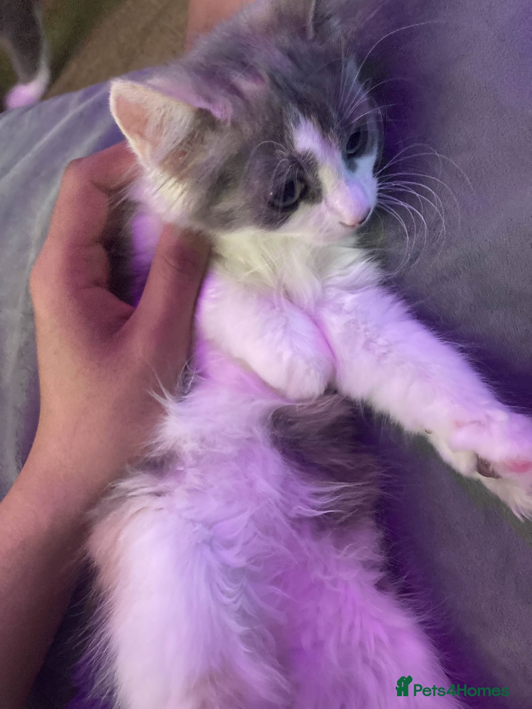 British Longhair cats for sale: Grey cute British Longhair male  - Image 4