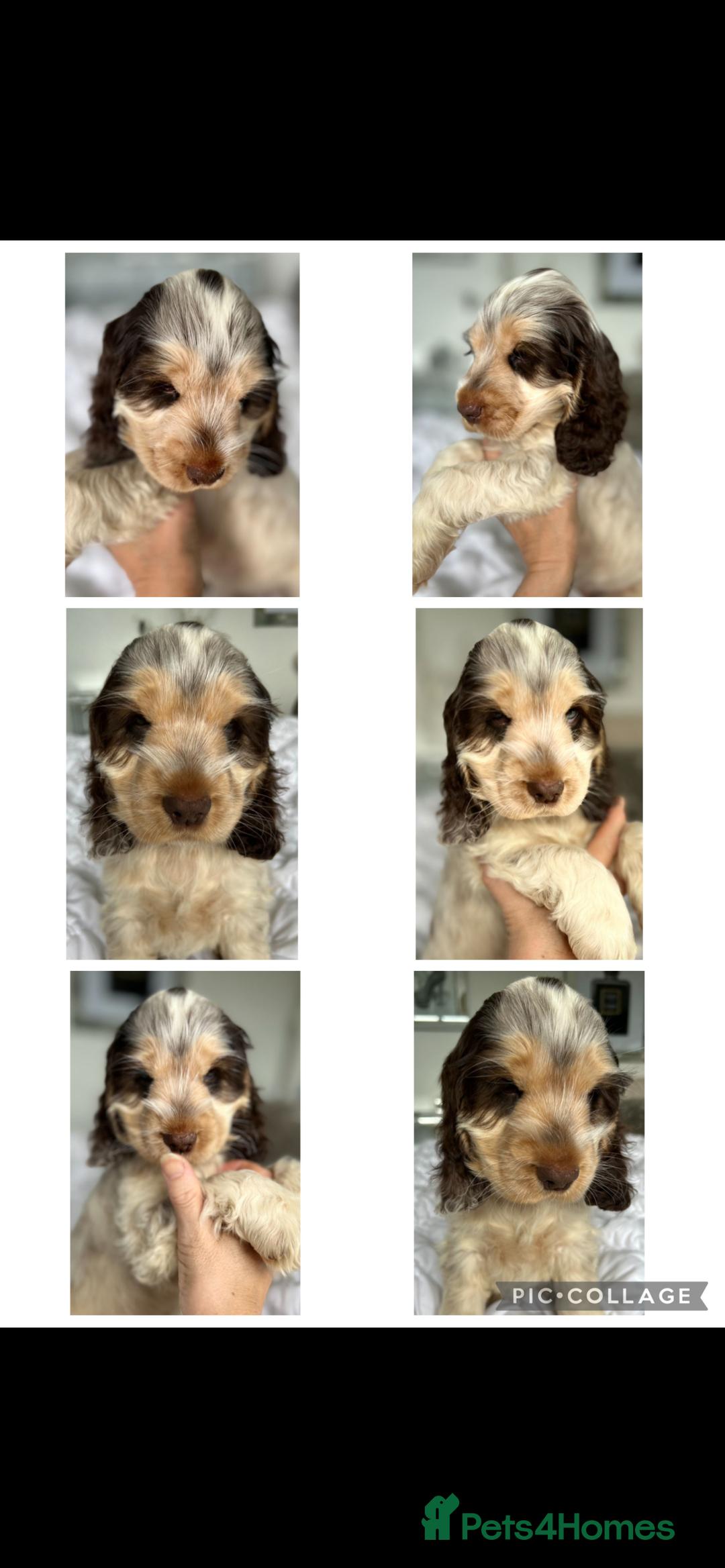 Cocker Spaniel dogs for sale: OUTSTANDING KC REG SHOW COCKER SPANIEL PUPPIES  - Image 22