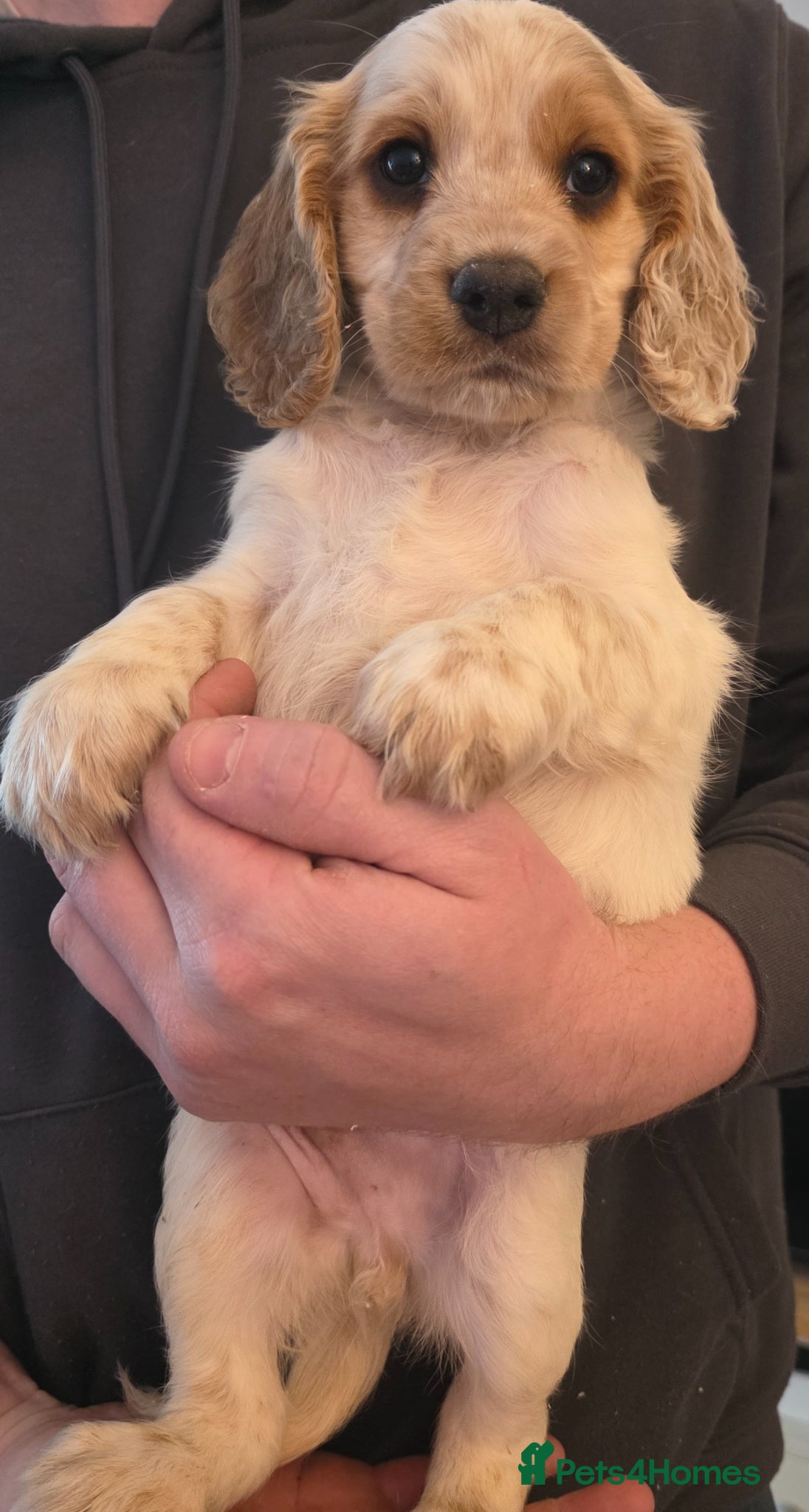 Cocker Spaniel dogs Last 2 boys ready to leave this weekend - Advert 1