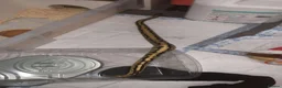 Leopard Gecko reptiles for sale: orange dream ball python female  in Colchester - Advert 4