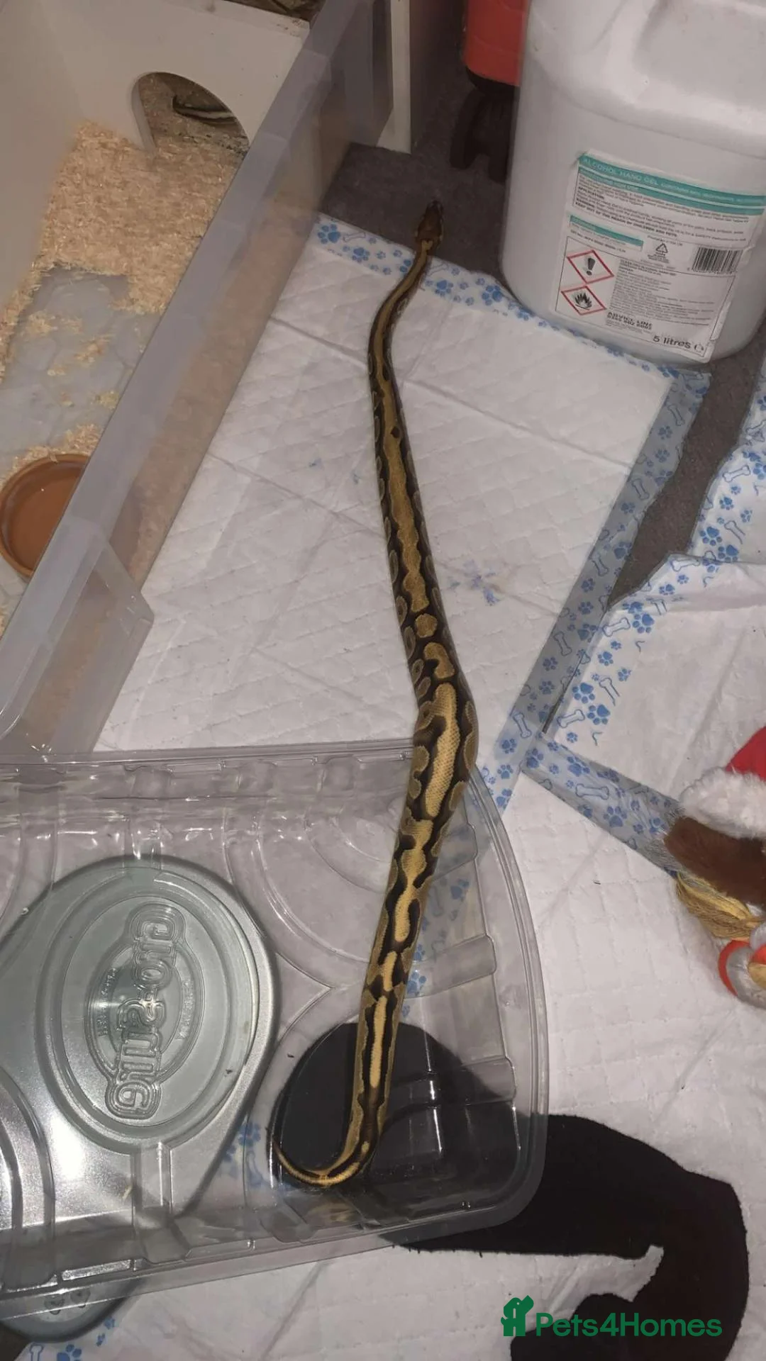 Leopard Gecko reptiles for sale: orange dream ball python female  in Colchester - Advert 4