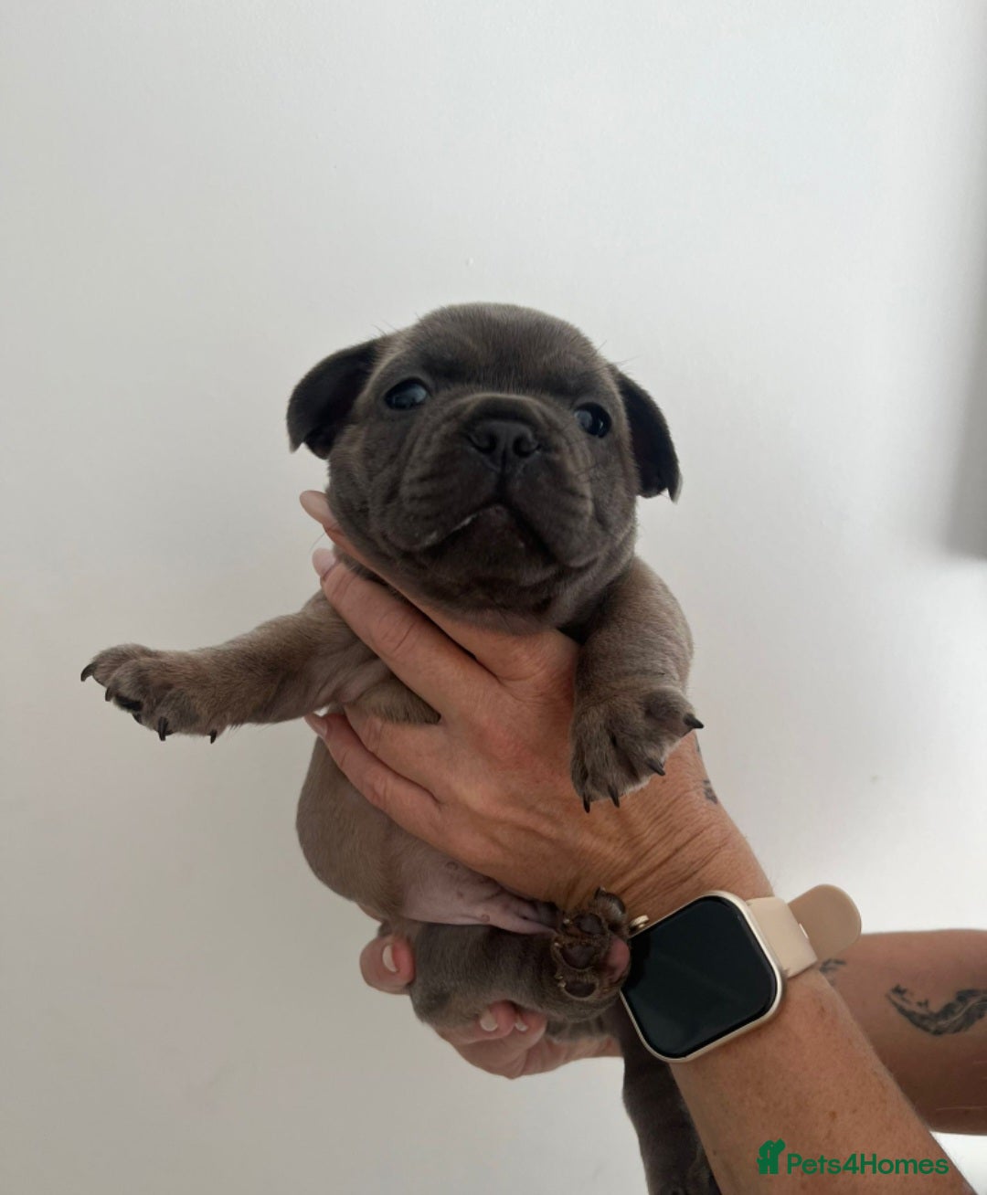 French Bulldog dogs for sale: Quality french bulldogs available to leave 🐾 - Image 18