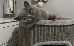 British Shorthair cats for stud: 👑🏆 BLUE CHAMPION BRED STUD DERBY TICA  GCCF 🏆👑 in Derby - Image 4