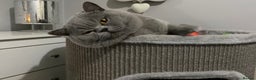 British Shorthair cats for stud: 👑🏆 BLUE CHAMPION BRED STUD DERBY TICA  GCCF 🏆👑 in Derby - Advert 4