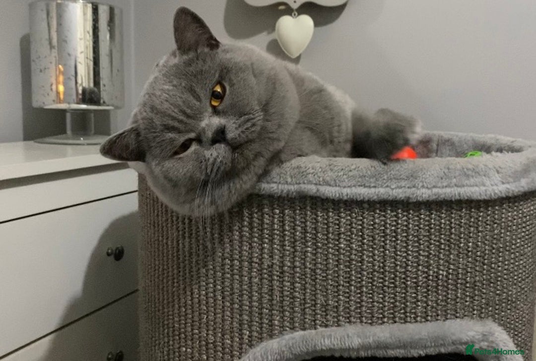 British Shorthair cats for stud: 👑🏆 BLUE CHAMPION BRED STUD DERBY TICA  GCCF 🏆👑 in Derby - Image 4