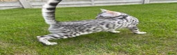 Bengal cats for sale: Beautiful Silver Retired Bengal Queen TICA Reg  - Advert 3