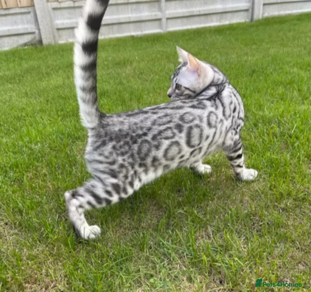 Bengal cats for sale: Beautiful Silver Retired Bengal Queen TICA Reg  - Advert 3