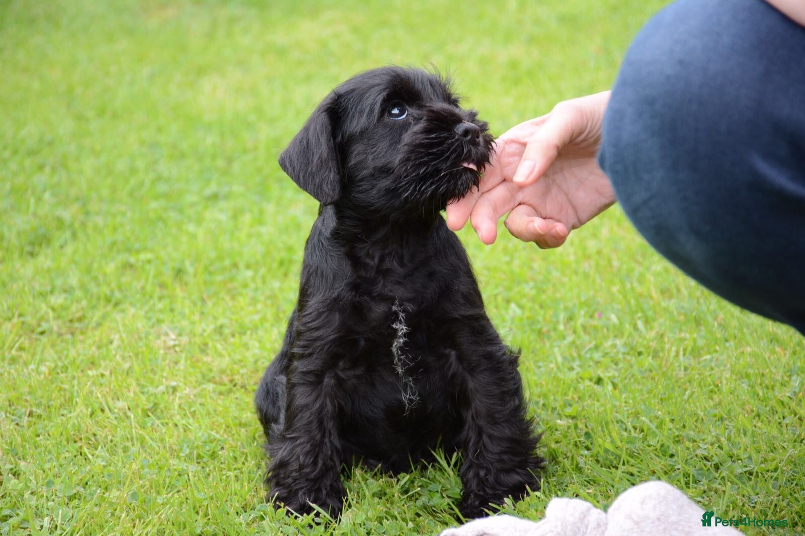 Miniature Schnauzer dogs Stunning litter of Miniature Schnauzers - Advert 4