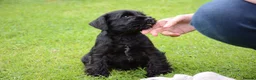 Miniature Schnauzer dogs for sale: Stunning litter of Miniature Schnauzers - Advert 1