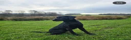 Labrador Retriever dogs for stud: Black Lab at Stud (Jocksburn Tay of Canderrose - Advert 3