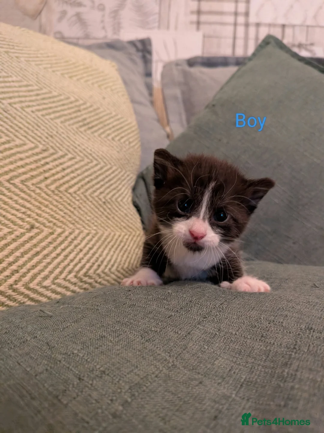 Mixed Breed cats for sale: 6 beautiful kittens looking for forever homes - Advert 2