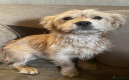 Mixed Breed dogs for sale: Romeo - Image 5