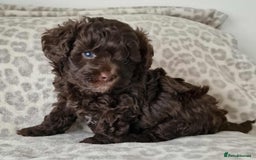Toy Poodle dogs for sale: Mikipoos  - Image 8